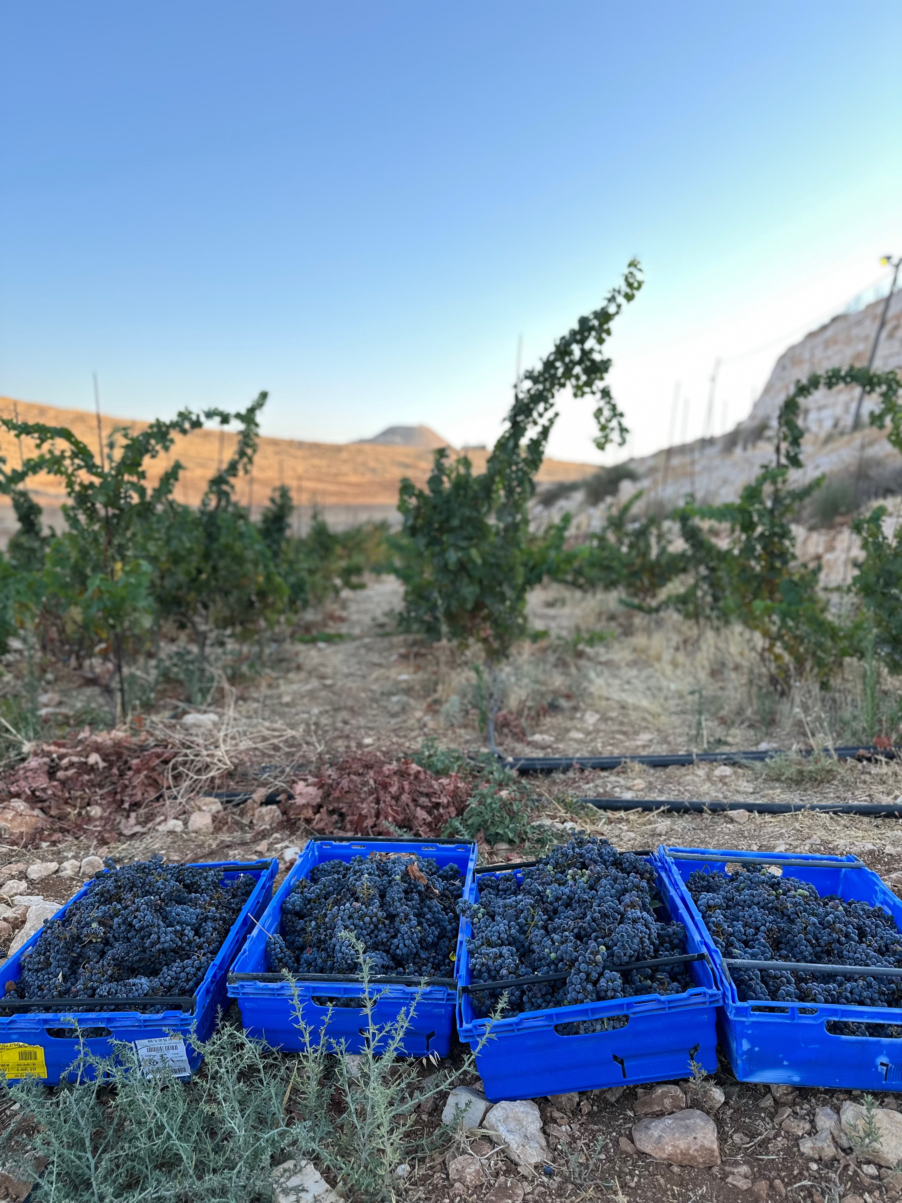 Crates of freshly harvested dark grapes from the vineyard